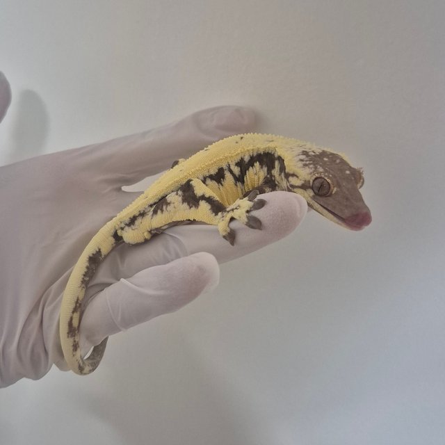 릴리 세이블 100%헷아잔틱