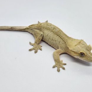 팬텀 옐로우 크림