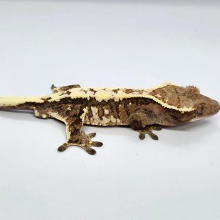 세이블