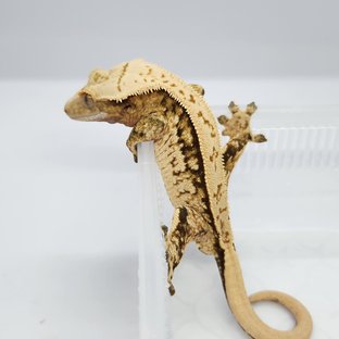 쿼드 풀핀 노멀 트라이