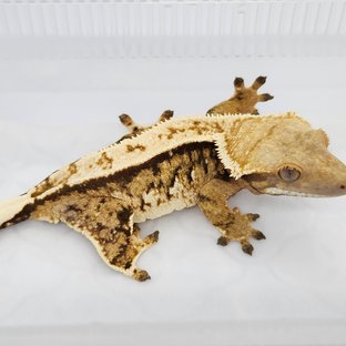 노멀 트라이 풀핀