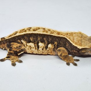 쿼드 풀핀 노멀 트라이