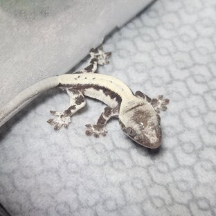 아잔틱 릴리 세이블