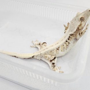 릴리화이트 트라이