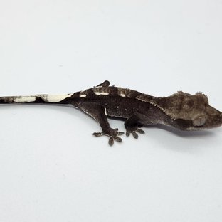 아잔틱