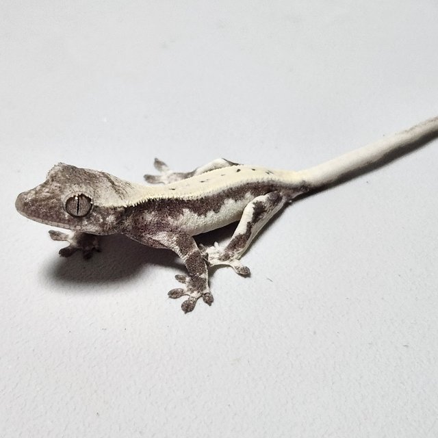 아잔틱 릴리 세이블