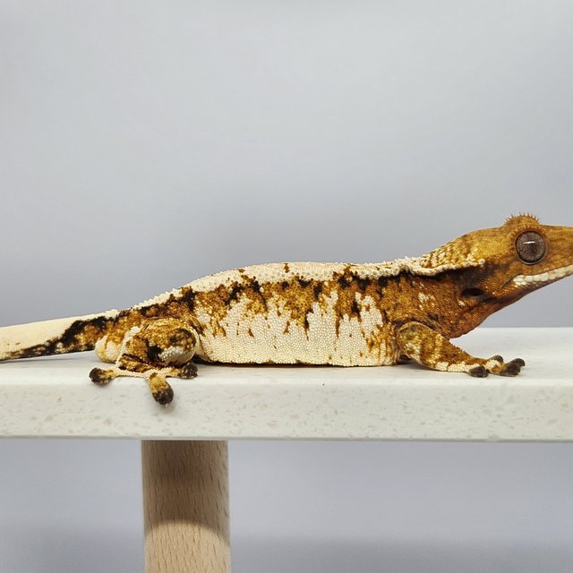 트라이 익스트림할리퀸 노멀 드리피