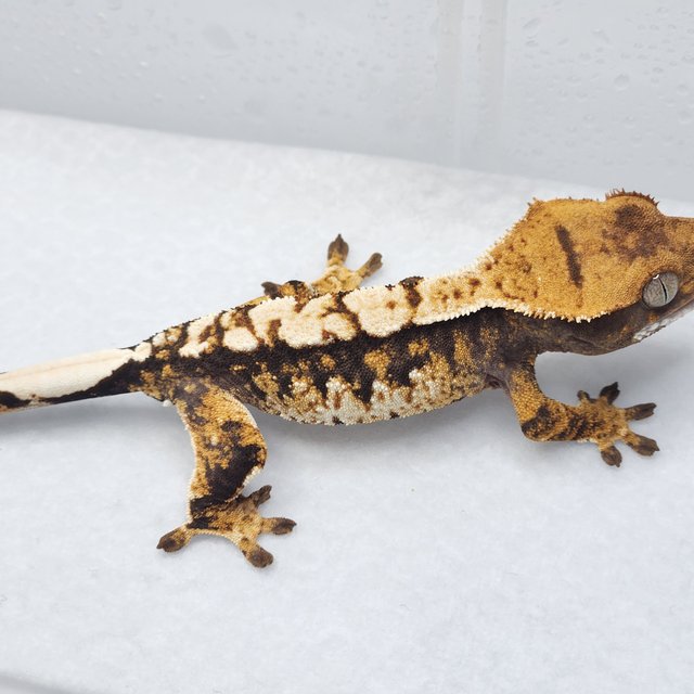 100%헷아잔틱 트라이