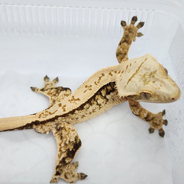 쿼드 풀핀 노멀 트라이