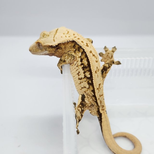 쿼드 풀핀 노멀 트라이