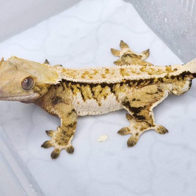 트라이 쿼드 풀핀 핀스트라이프 노멀 텐저린