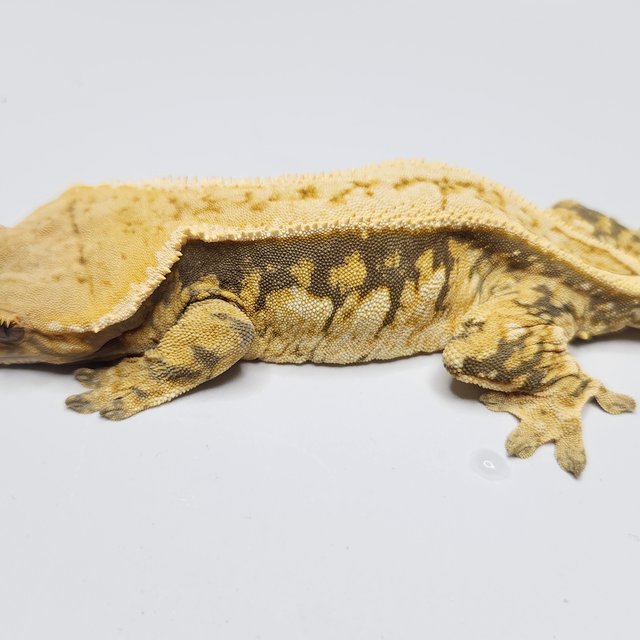 노멀 트라이 쿼드 풀핀