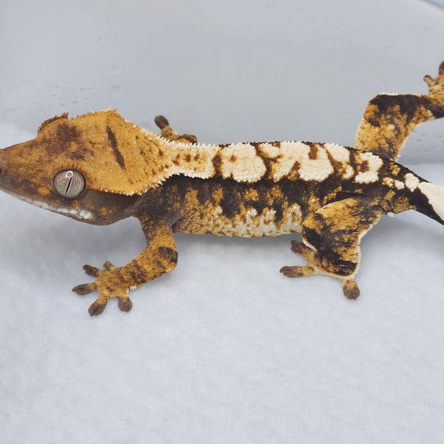 100%헷아잔틱 트라이