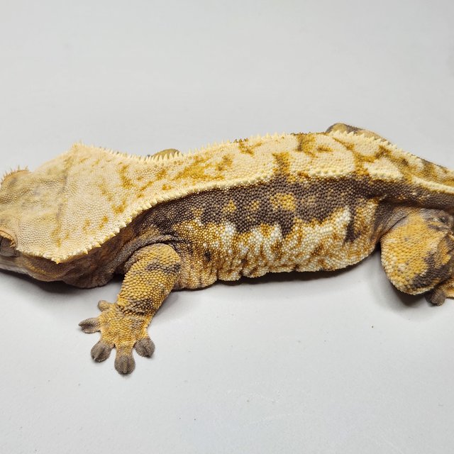 노멀 트라이 텐저린