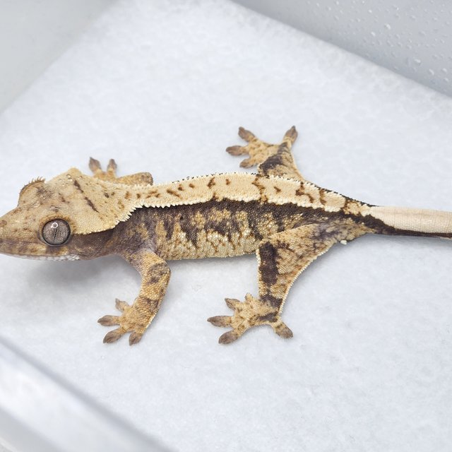 100%헷아잔틱 트라이