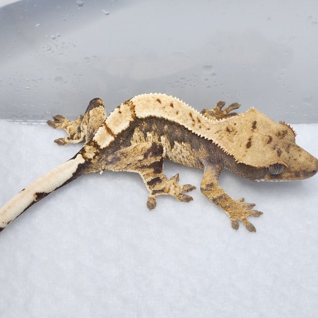 100%헷아잔틱 트라이