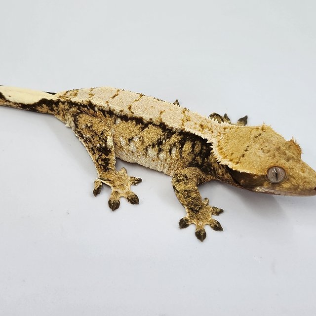 노멀 트라이 할리퀸