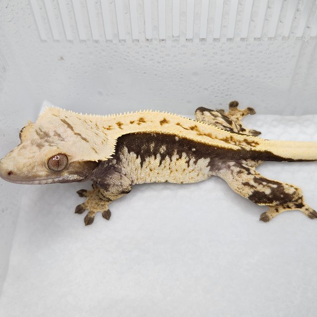 쿼드 풀핀 핀스트라이프 노멀