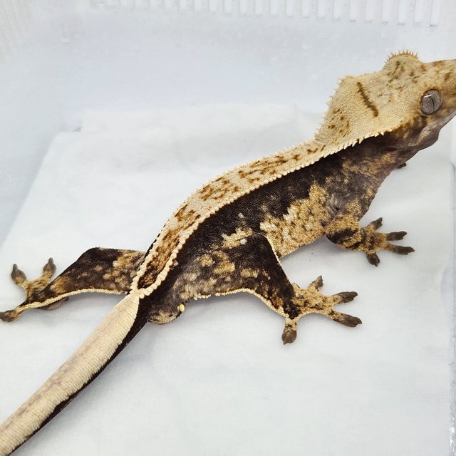 쿼드 핀스트라이프 트라이