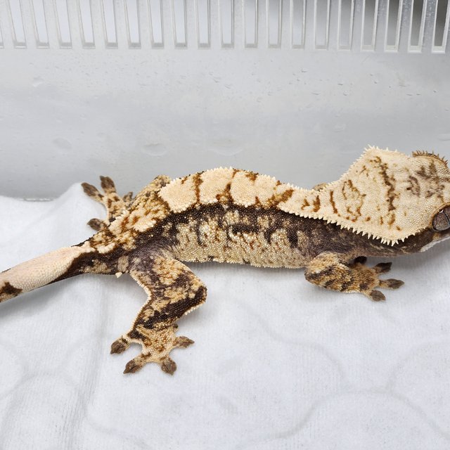 100%헷아잔틱 트라이