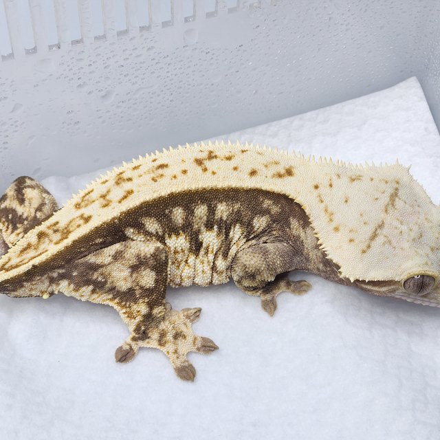 쿼드 풀핀 핀스트라이프 노멀