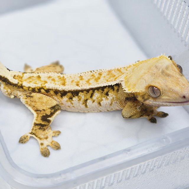 트라이 쿼드 풀핀 핀스트라이프 노멀 텐저린