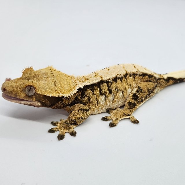 노멀 트라이 할리퀸