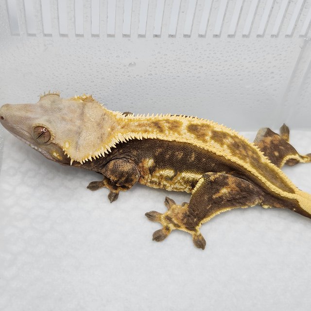 엠티백 쿼드 풀핀 핀스트라이프 노멀