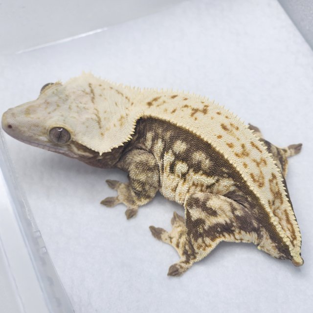 쿼드 풀핀 핀스트라이프 노멀