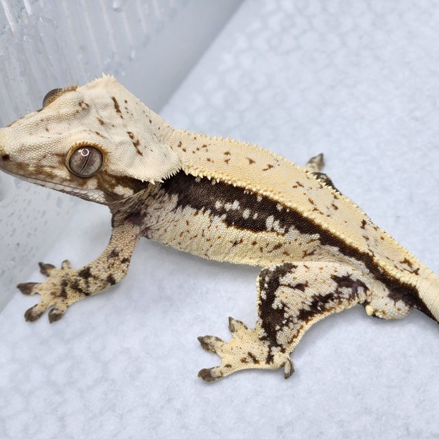 쿼드 풀핀 핀스트라이프 노멀