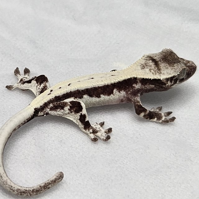 아잔틱 릴리 세이블