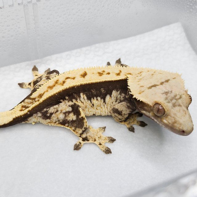 쿼드 풀핀 핀스트라이프 노멀