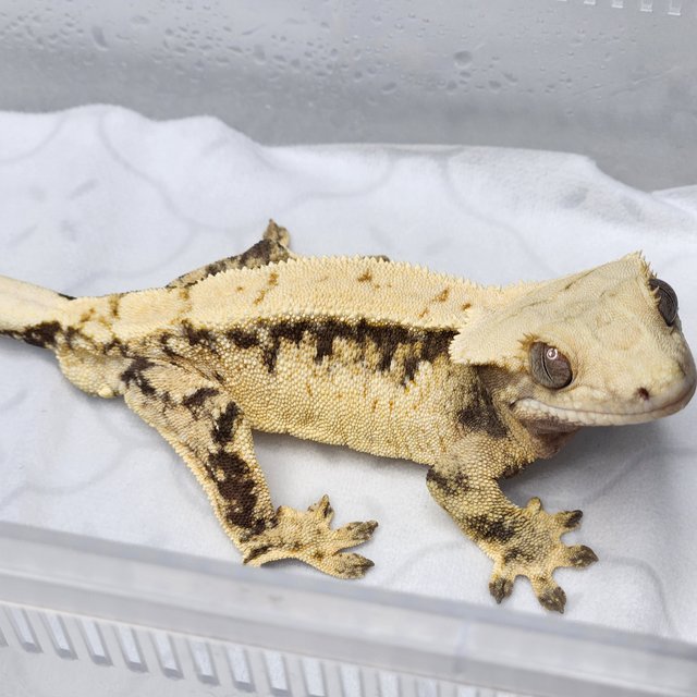 트라이 풀핀 노멀 텐저린