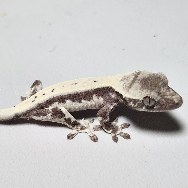 아잔틱 릴리 세이블