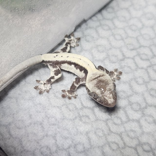 아잔틱 릴리 세이블