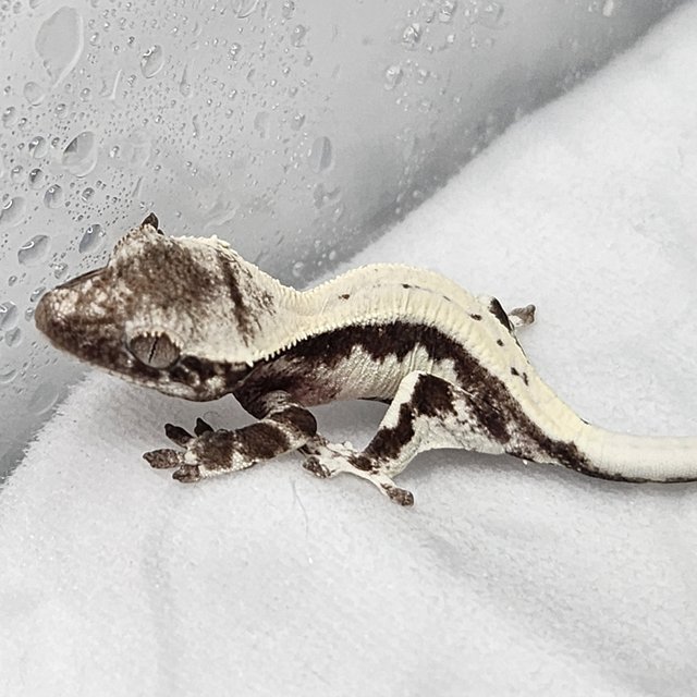 아잔틱 릴리 세이블