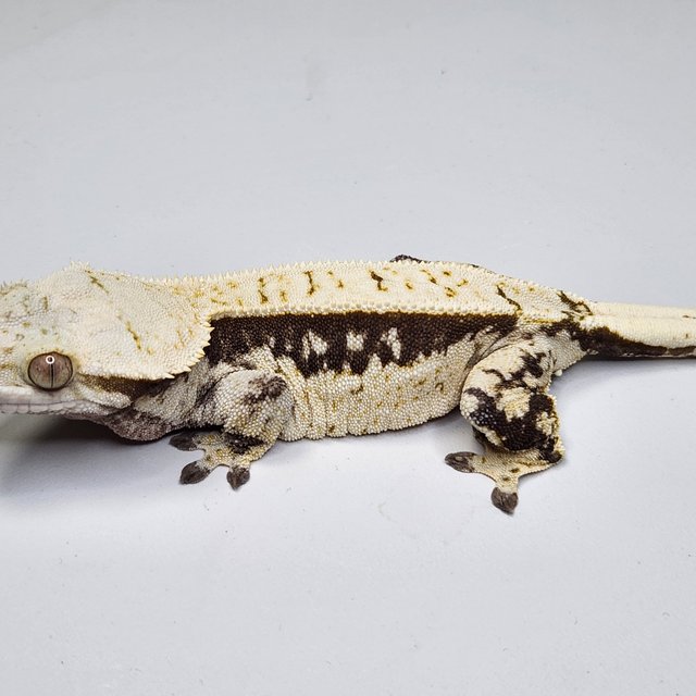 노멀 트라이 쿼드 풀핀