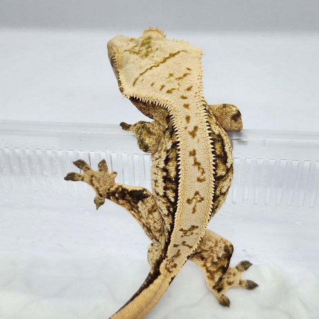 쿼드 풀핀 노멀 트라이