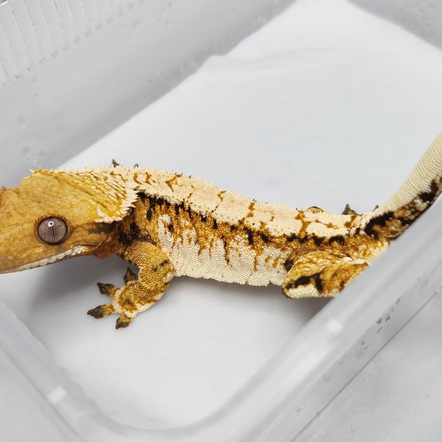 트라이 익스트림할리퀸 노멀 텐저린