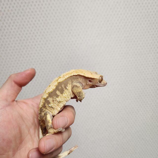 익스트림할리퀸 트라이