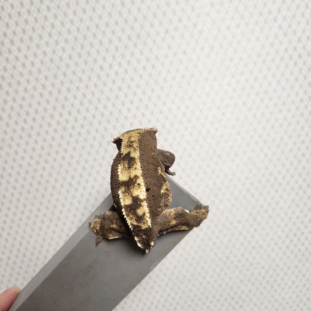 할리퀸