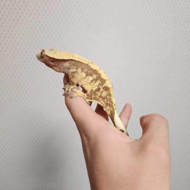 익스트림할리퀸 트라이