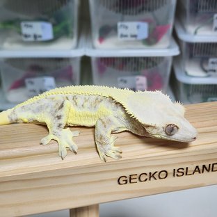 릴리화이트 풀핀