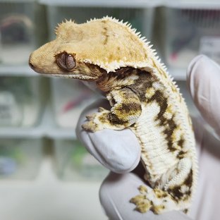 릴리화이트 핀스트라이프 풀핀