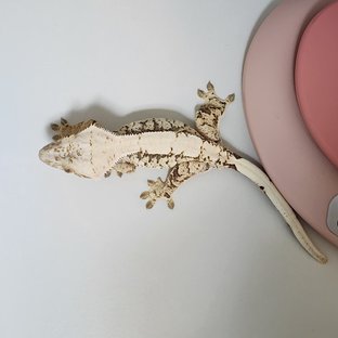 노멀 화이트스팟 드리피 트라이