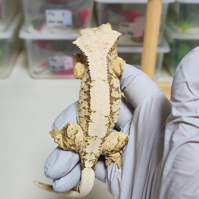 노멀 화이트스팟 드리피 트라이