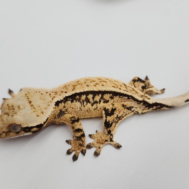 노멀 쿼드 풀핀