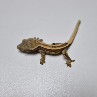 슈퍼스트라이프 엠티백 풀핀 쿼드