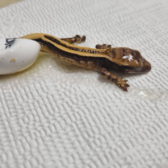 슈퍼스트라이프 엠티백 풀핀 쿼드