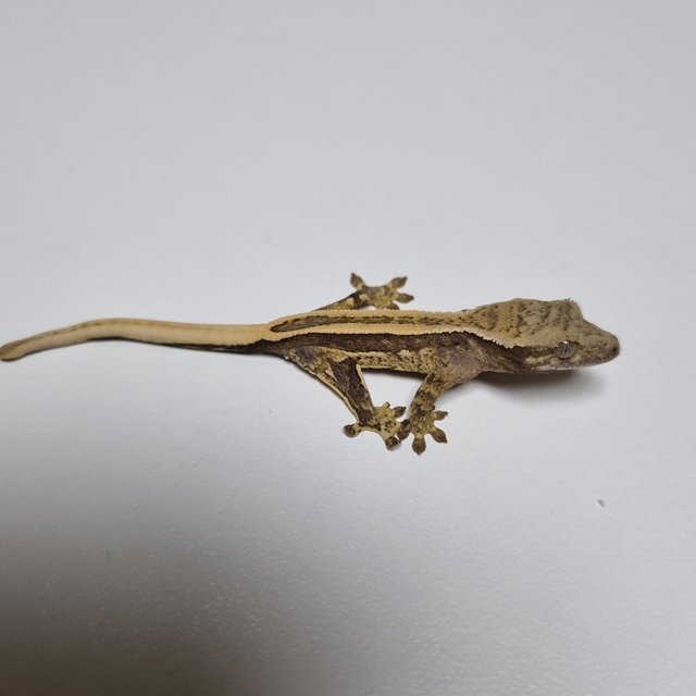 슈퍼스트라이프 엠티백 풀핀 쿼드